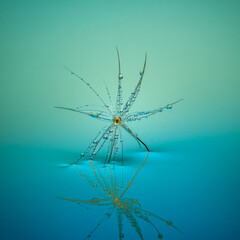 nature, flower, macro, plant, design, light, star, 