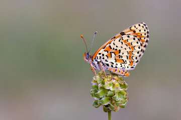 red butterfly on green plant, Persian Fritillary, Melitaea persea