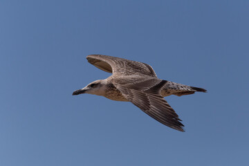 seabird flying in a clear blue sky