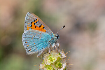 tiny butterfly on plant, Anatolian Vernal Copper, Tomares nogelii