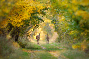 Beautiful deer on autumn landscape