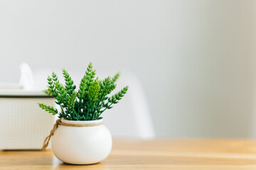 Green plants in white pots on wooden table. Home decorating ideas.