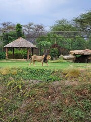 Lion side face