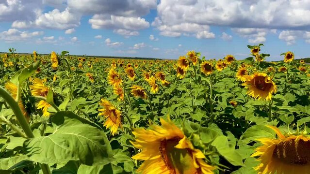 The sunflower is in the sun in the green field. Seeds of flowers and plants are collected for sunflower oil. Bees pollinate fresh flowers. High quality FullHD footage