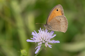kleines Wiesenvögelchen (Schmetterling) auf einer Witwenblume
