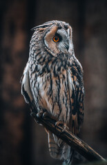 Wise Gaze: Captivating Owl Portrait