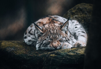 Restful Majesty: Lying Lynx