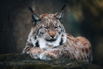 Restful Majesty: Lying Lynx
