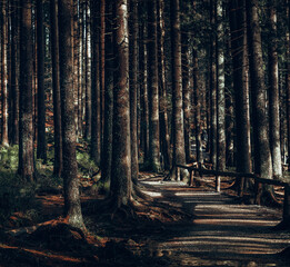 Fototapeta premium Mystical Ambiance of Bavarian Forest