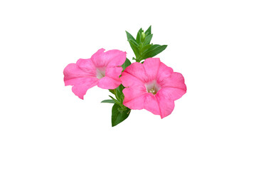 Isolated image of beautiful close-up petunia flower on png file at transparent background. - obrazy, fototapety, plakaty