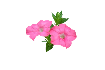 Fotobehang Isolated image of beautiful close-up petunia flower on png file at transparent background. © Warawut