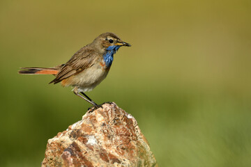 pechiazul en la sierrade gredos en Avila