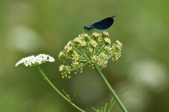 Zygoptera en el rio tormes en gredos