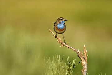 pechiazul en la sierrade gredos en Avila