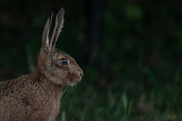 brown hare