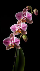 Fototapeta na wymiar Generative AI : Isolated Orchid on White Background - Serene, Delicate, and Timeless Floral Perfection