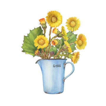 Bouquet with yellow coltsfoot flowers (Tussilago farfara, tash plant, coughwort, farfara) in a enamel pitcher. Watercolor hand drawn painting illustration isolated on white background.