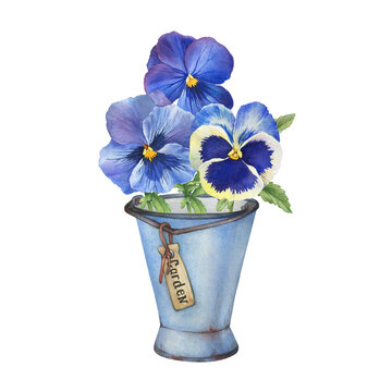 Bouquet with blue garden bicolor pansy flowers (viola tricolor, arvensis, heartsease, violet) in an enamel pitcher. Hand drawn watercolor painting illustration isolated on white background.