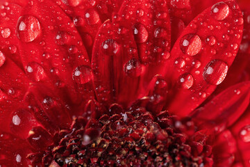 Red gerbera flower petals with water drops close up. Macro photography of gerbera flower petals...