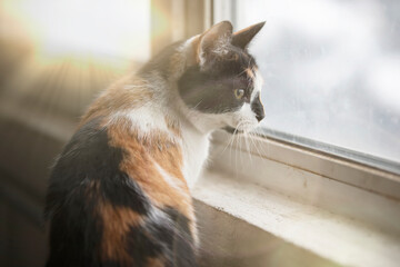 A domestic tricolor cat, illuminated by the yellow rays of the sun, looks out of the window with curiosity.