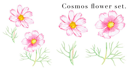ピンクと白のコスモスの花の素材水彩イラスト	
