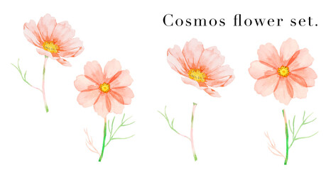 ピンクのコスモスの花の素材水彩イラスト	
