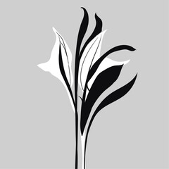 black and white flower, lily flower, aesthetic flower.