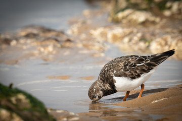 turnstone drinking