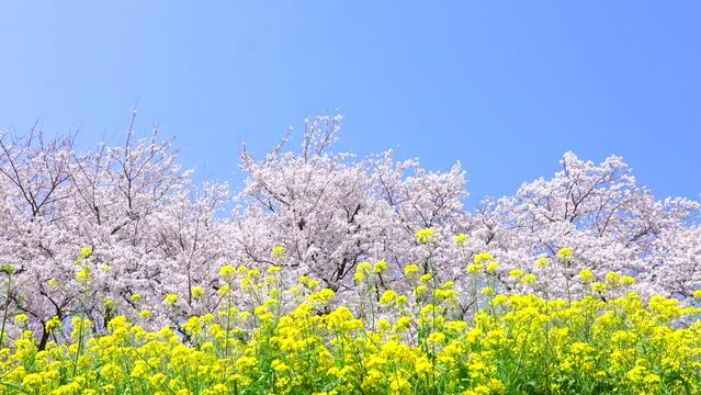 満開の桜と菜の花