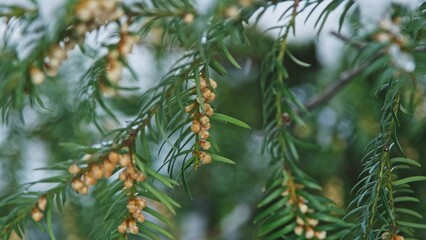 Evergreen European Common Yew Branches Twigs on Cold Winter Day