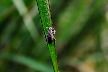 Beetle Insect sitting on a leaf