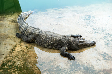 big dangerous crocodile is sleeping on the river bank