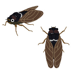 セミのイラスト