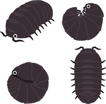 ダンゴムシのイラスト