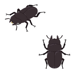 クワガタ（メス）のイラスト