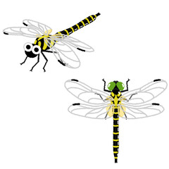 オニヤンマのイラスト