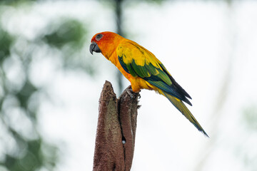 Sun Conure parrot orange red and yellow colours