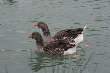 country goose on the water