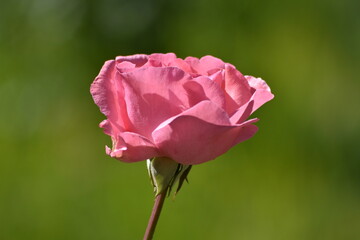 Obraz premium Beautiful Pink Rose Blooming with Blurred Green Background