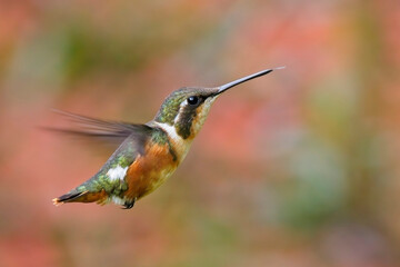 A female White-bellied Woodstar hummingbird (Chaetocercus mulsant), hovering, near Bogota, Colombia.