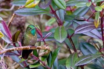 Tyrian Metaltail hummingbird, (Metallura tyrianthina), male, perched on a branch, near Bogota, Colombia.