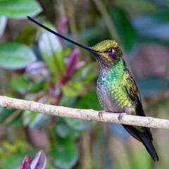 Sword-billed Hummingbird (Ensifera ensifera), perched, near Bogota, Colombia.