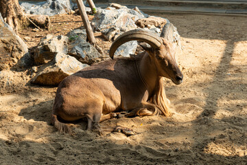 maned ram eats hay, the animal in the zoo, the large rounded horns of the ram.