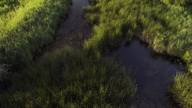 Aerial view of a marsh with rich vegetation, summer at sunset. Passing over the marsh, cinematic view.