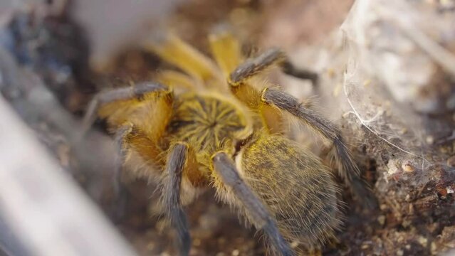 Golden Blue Leg Baboon spider crawls about it&rsquo;s enclosure, slow motion