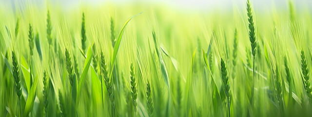 Fototapeta na wymiar green wheat sprouts top blurred background panorama eco banner. Generative AI