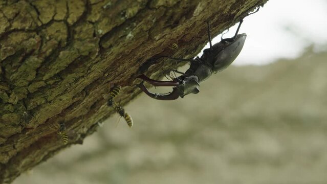Upside down male stag beetle clinging to tree bark accompanied by some bees