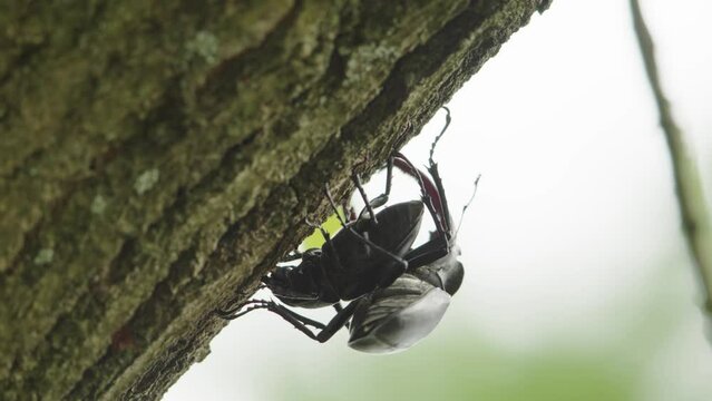 Male stag beetle straddles female on bark of tree trunk attempting to mate