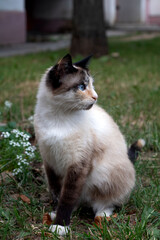 photo of a cat sitting on the lawn and looking away