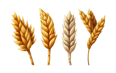 watercolor set vector illustraton of golden wheat grain crop isolated on white background